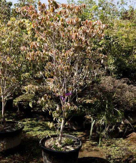 Cornus florida Bush shape Flowering dogwood