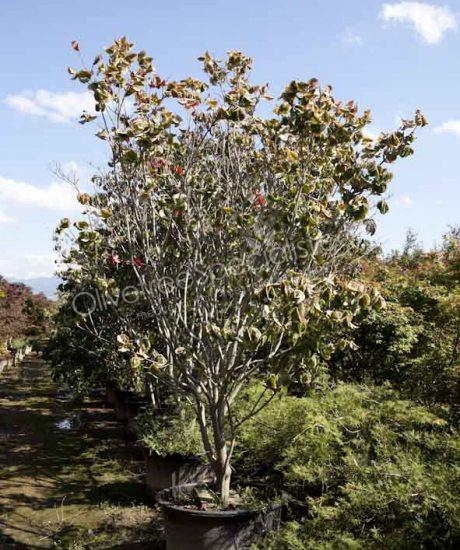 Cornus florida Bush shape Flowering dogwood