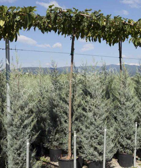 Buy a roof form Morus platanifolia 'Fruitless' White mulberry tree