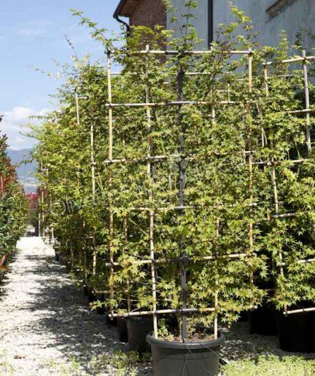 Acer palmatum 'Viride' -  Japanese Maple