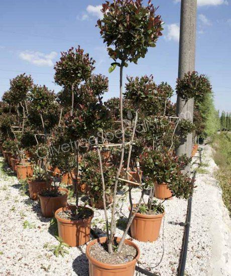 Pom-Pom Photinia fraseri 'Red Robin' - Photinia