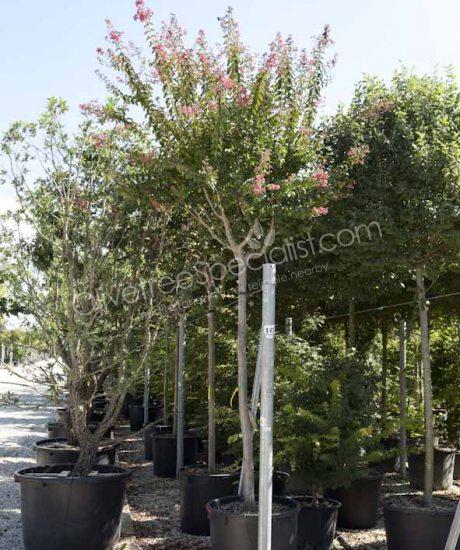 Lagerstroemia indica high stem Crepe myrtle