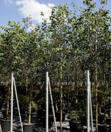 Cercis siliquastrum Judas tree high stem