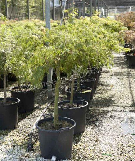 Acer palmatum dissectum 'Viride' - Japanese Maple