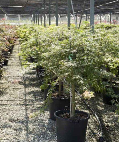 Acer palmatum dissectum 'Viride' - Japanese Maple