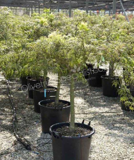 Acer palmatum dissectum 'Viride' - Japanese Maple