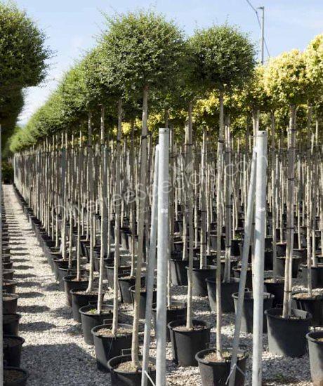 Buy a Ligustrum delavayanum Delavay privet tree