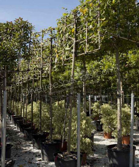 Buy a Morus platanifolia 'Fruitless' White mulberry tree