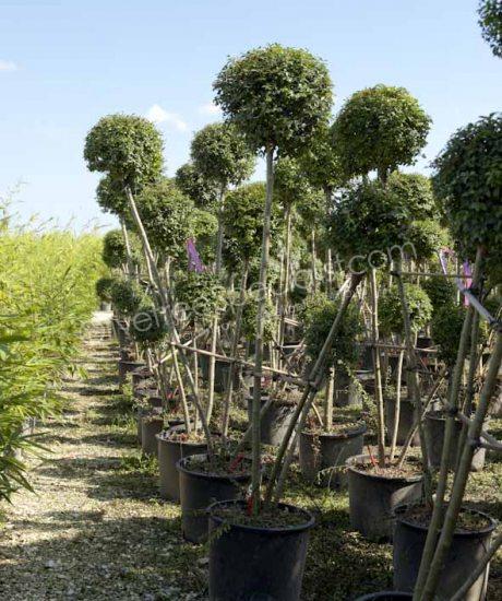 Buy a Ligustrum delavayanum Delavay privet tree