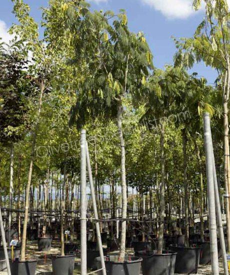 High stem Albizia julibrissin 'Ombrella' - Persian silk tree