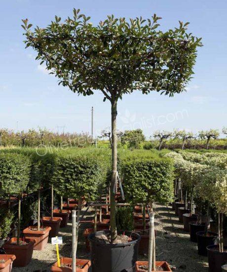 Roof shape Photinia fraseri 'Red Robin' - Photinia