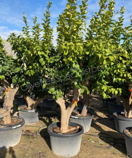 Lemon tree - Citrus limon