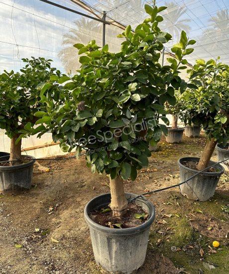 Lime tree - Citrus latifolia