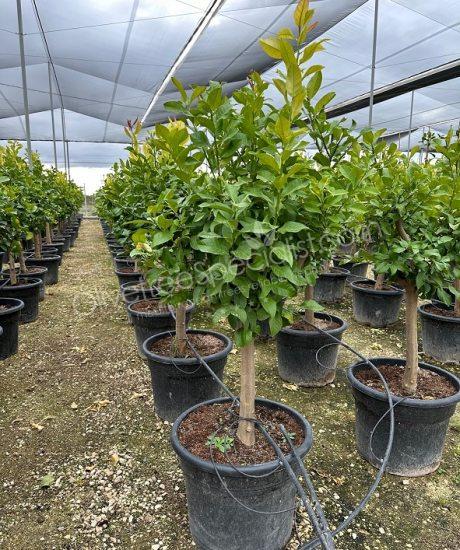 Lemon tree - Citrus limon