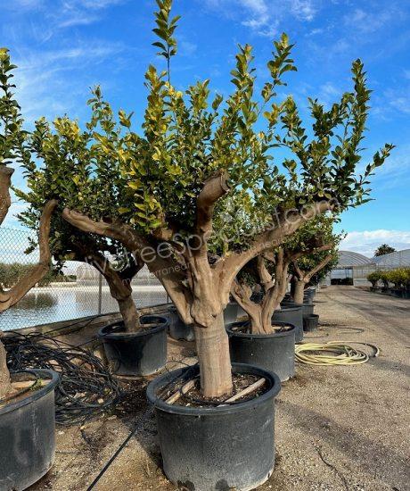 Lemon tree - Citrus limon
