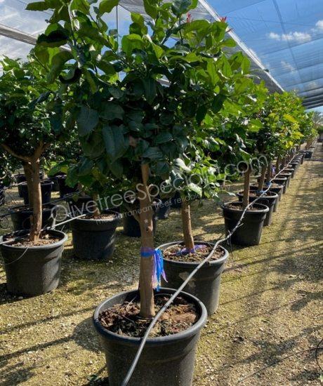 Lime tree - Citrus latifolia