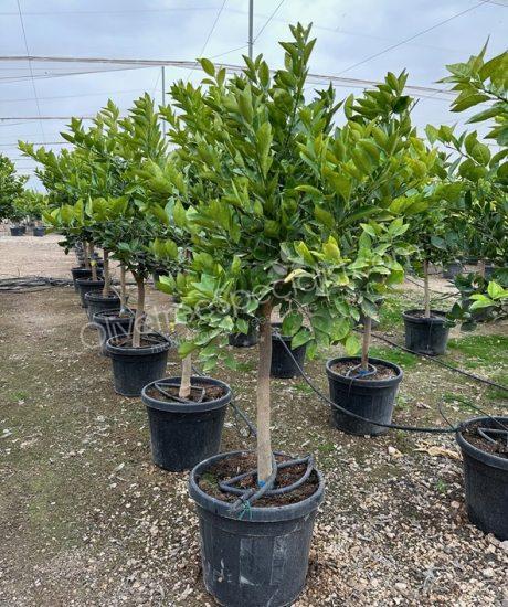 Orange tree - Citrus sinensis