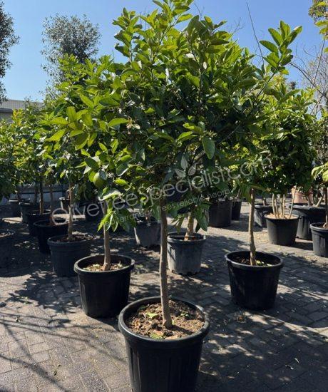 Lime tree - Citrus latifolia