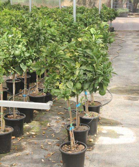 Orange tree - Citrus sinensis