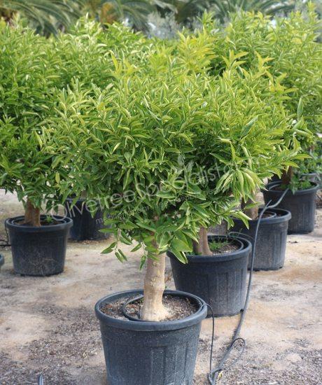 Mandarin tree - Citrus reticulata