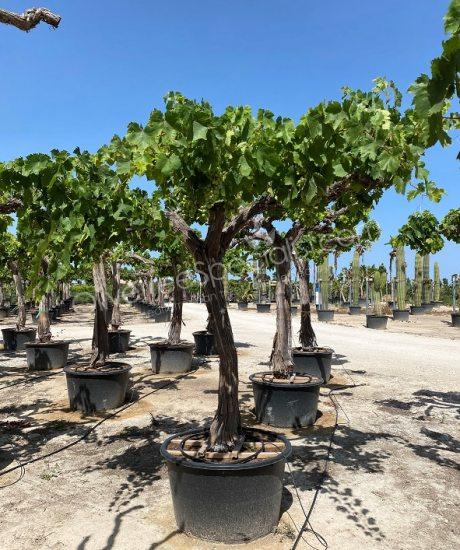 Grape vine - Vitis vinifera