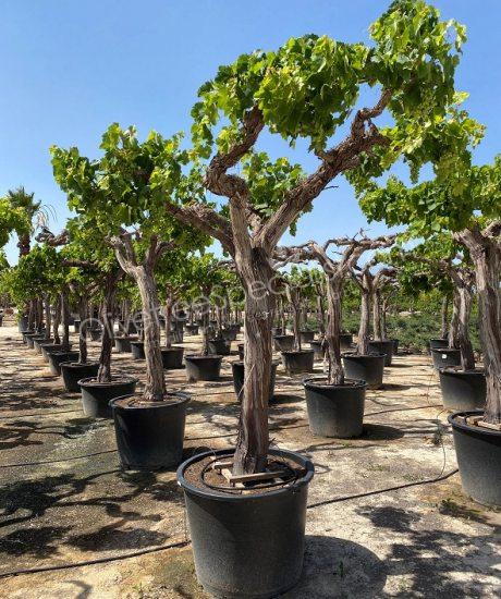 Grape vine - Vitis vinifera