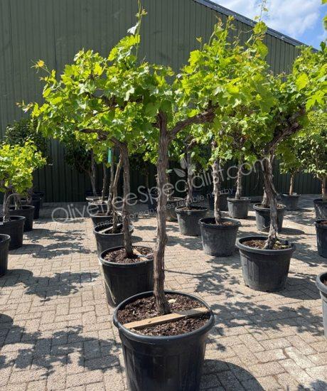 Grape vine - Vitis vinifera