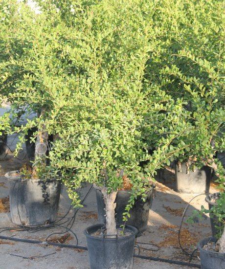 Pomegranate tree - Punica granatum