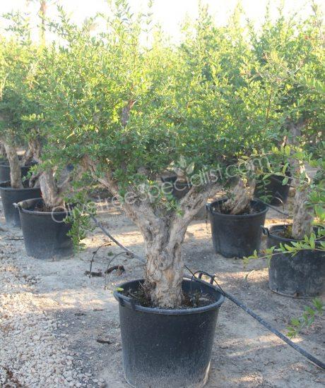 Pomegranate tree - Punica granatum