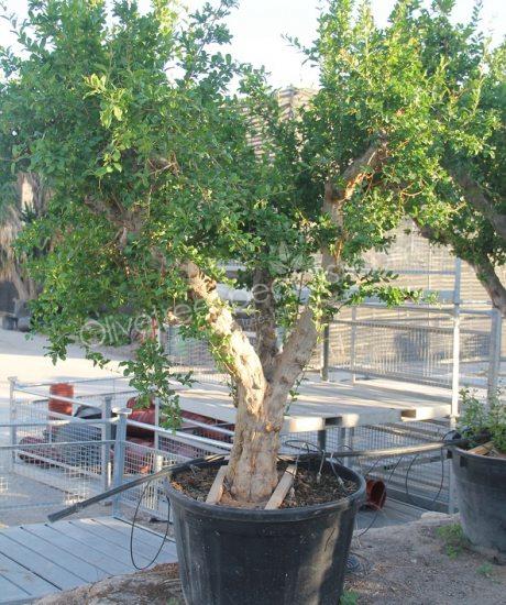 Pomegranate tree - Punica granatum