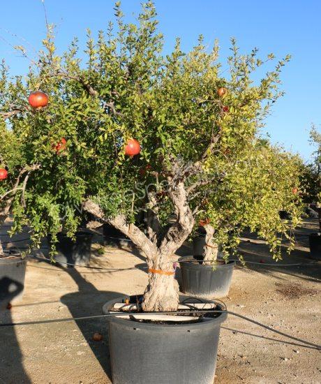 Pomegranate tree - Punica granatum