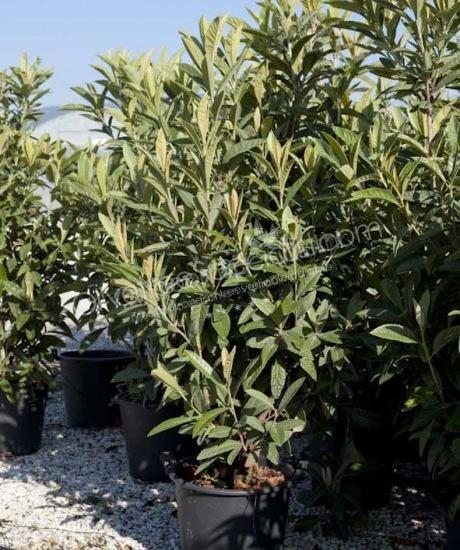 Eriobotrya japonica Loquat