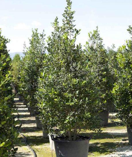 Bush shape Ilex 'Nellie Stevens' Holly