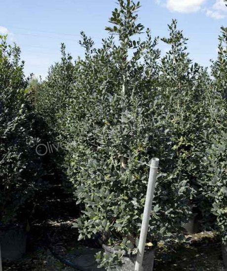 Bush shape Ilex 'Nellie Stevens' Holly