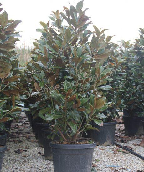 Magnolia grandiflora 'Gallisoniensis' - Evergreen tulip tree