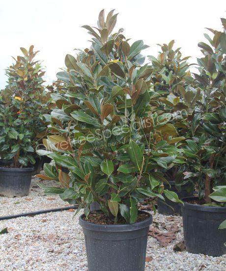 Magnolia grandiflora 'Gallisoniensis' - Evergreen tulip tree