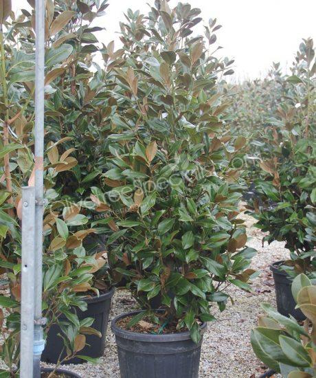 Magnolia grandiflora 'Gallisoniensis' - Evergreen tulip tree