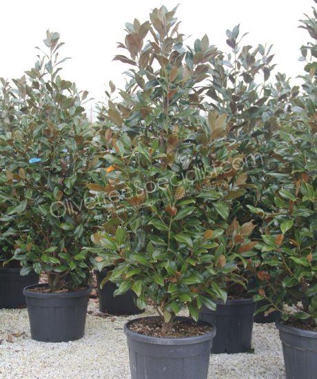 Magnolia grandiflora 'Gallisoniensis' - Evergreen tulip tree