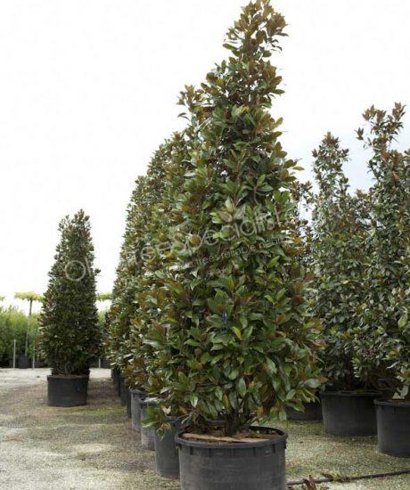 Magnolia grandiflora 'Gallisoniensis' - Evergreen tulip tree