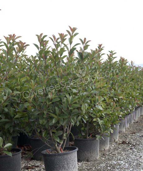 Photinia bush shape Photinia fraseri 'Red Robin'