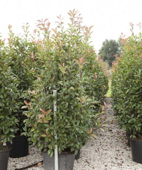 Photinia fraseri 'Red Robin' - Red tip photinia