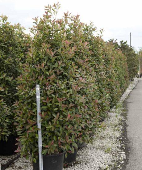 Columnar Photinia fraseri 'Red Robin' - Red tip photinia