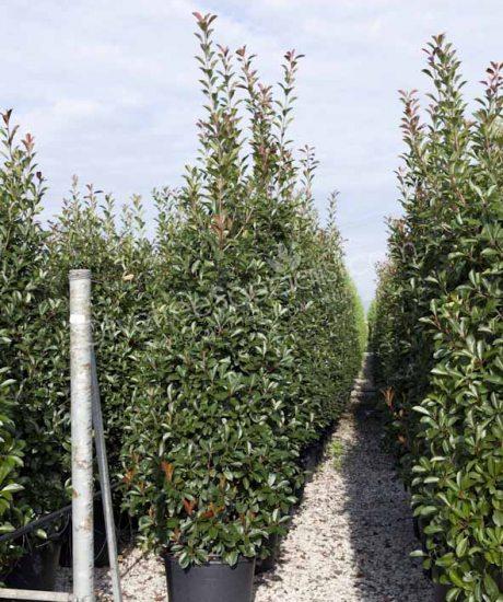 Buy an Columnar Photinia fraseri 'Red Robin' - Red tip photinia