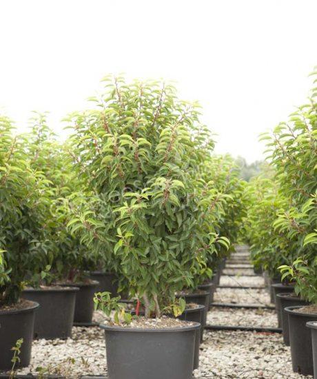 Bush shape Prunus lusitanica 'Angustifolia' Portugal laurel