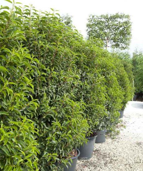 Prunus lusitanica 'Angustifolia' Portugal laurel