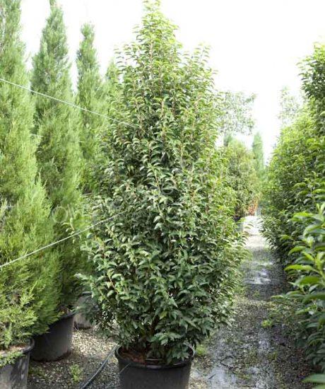 Bush shape Prunus lusitanica 'Angustifolia' Portugal laurel