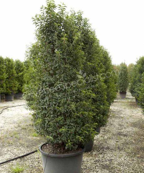 Bush shape Prunus lusitanica 'Angustifolia' Portugal laurel