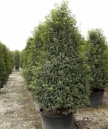 Prunus lusitanica 'Angustifolia' Portugal laurel