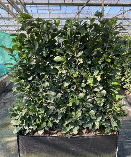 Purchase hedge panels