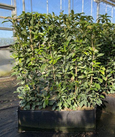 Cherry laurel